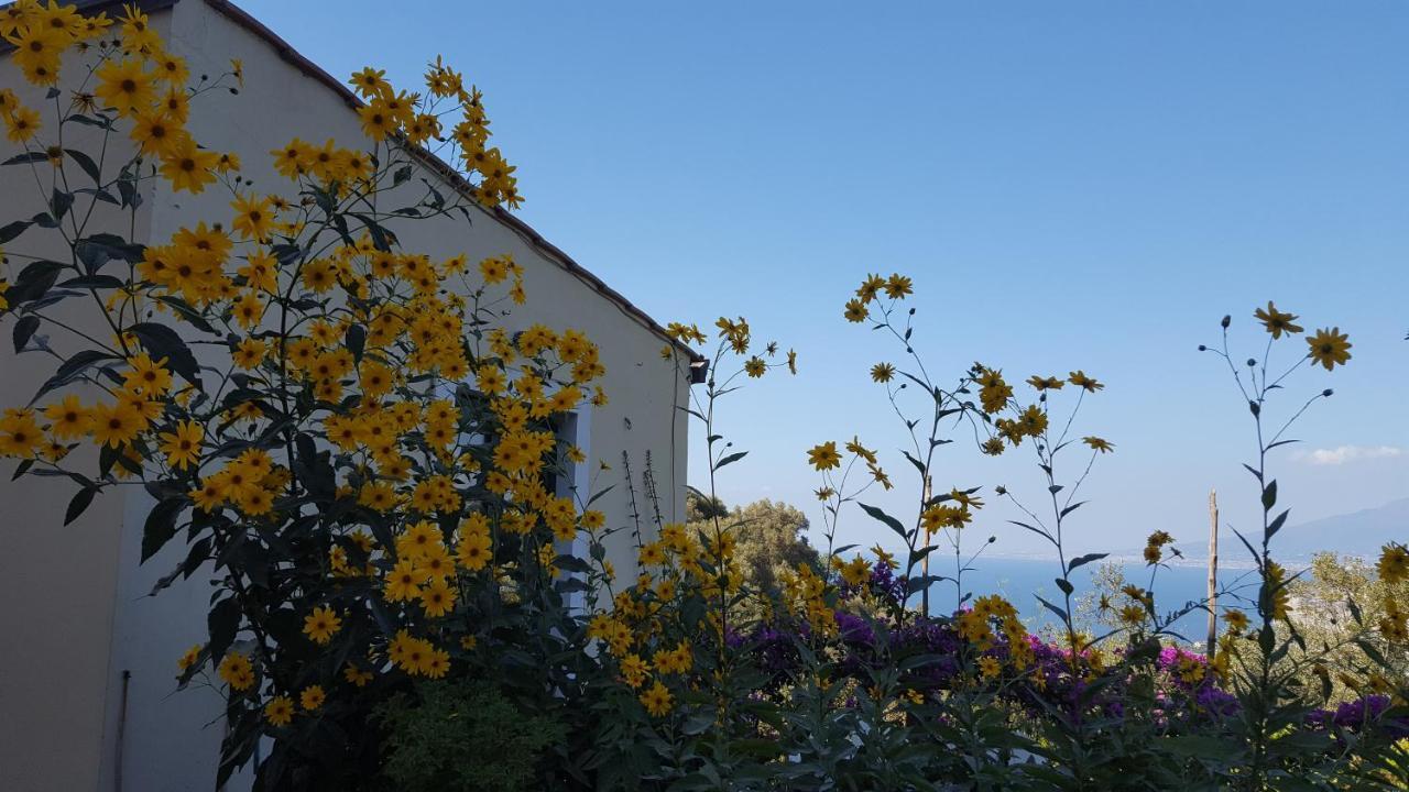 Gli Ulivi Agriturismo Sant'Agnello Buitenkant foto