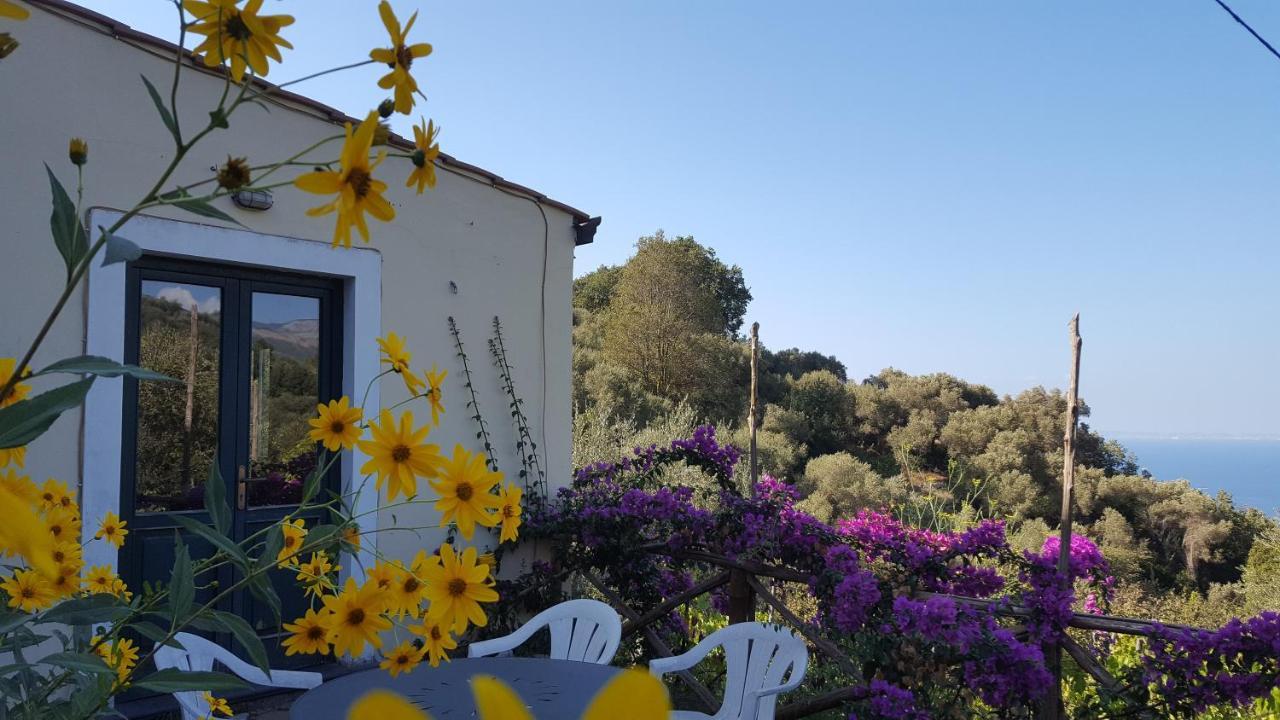 Gli Ulivi Agriturismo Sant'Agnello Buitenkant foto