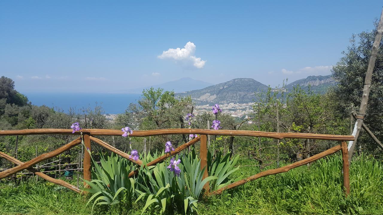 Gli Ulivi Agriturismo Sant'Agnello Buitenkant foto