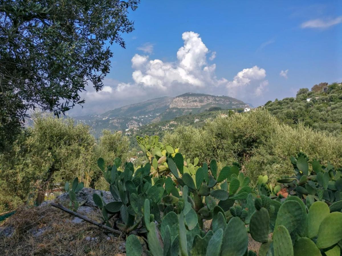 Gli Ulivi Agriturismo Sant'Agnello Buitenkant foto